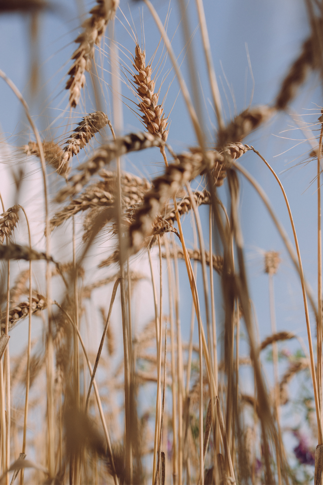 Workshop Desembrood +/-3 uur NL